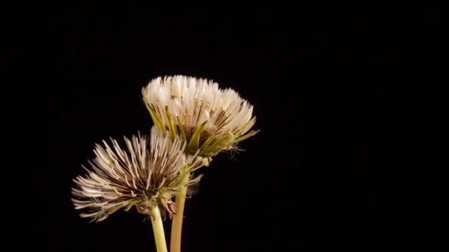 163333-827461514_small.mp4